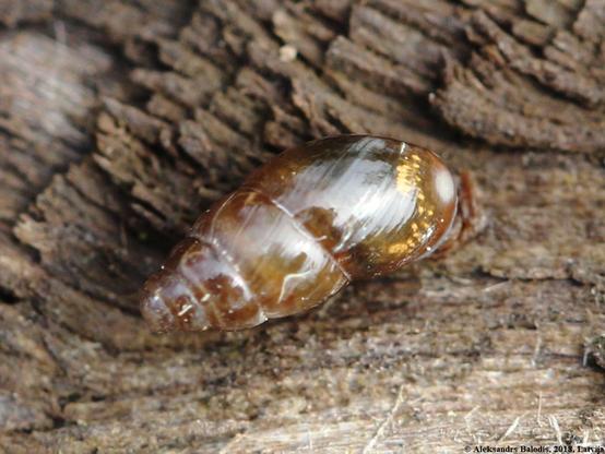 glossy pillar snail (Cochlicopa lubrica)