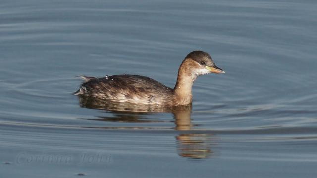 Zwergtaucher auf dem Wasser