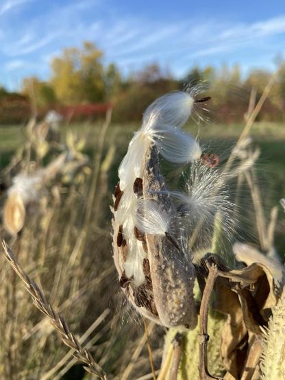 A milkweed pod with seeds starting to escape. Each seed looks like a teddy bear ear attached to a white silk tassel.