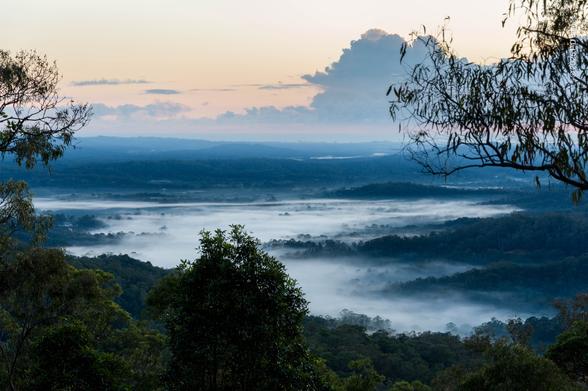 High view over a mist-shrouded valley, white mist contrasting with the dark treed ridges emerging from the flowing white river. On the distant horizon large massed cumulus over the sea are slowly lightening from gray as a faint apricot lights the sky behind them, while barely green silhouettes of nearby trees and shrubs frame the foreground.