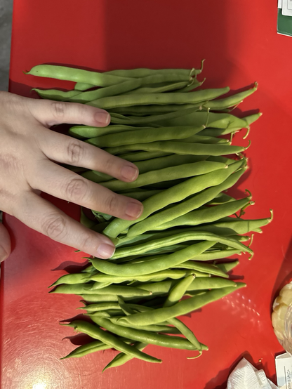 A pile of freshly picked string beans sits on a red table. A hand is laying on top to demonstrate how many were collected. Probably 50 or 60!