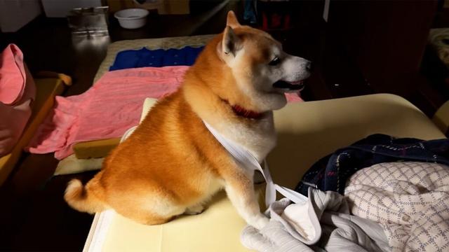 ベッドシーツのゴムが絡まって動けなくなり、どうすることも出来ずエヘエヘするだけの柴犬