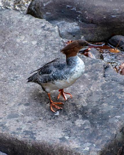 A female merganser duck, web feet out, stands on a large grey rock