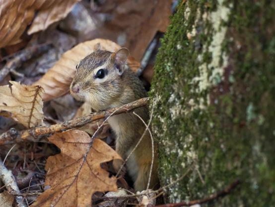 A chipmunk peeks out from a boulder. It's surrounded by fallen leaves.