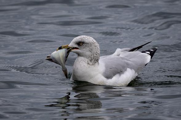 Ring-billed gull with a freshly caught fish in its bill