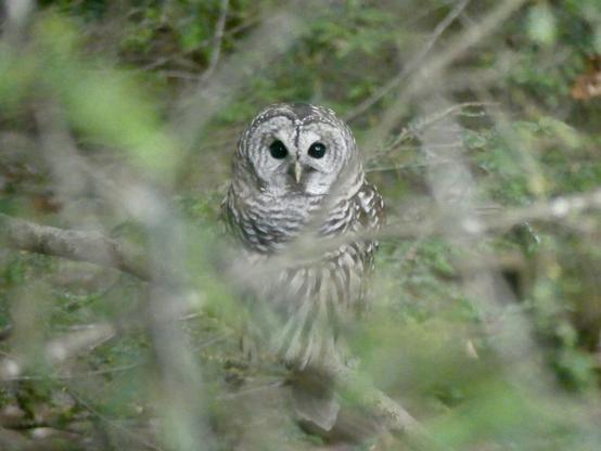 Barred owl looking back at the camera through criss-crossed branches.