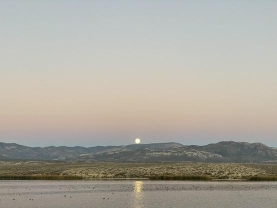 Moon rising over a lake with ducks around sunset