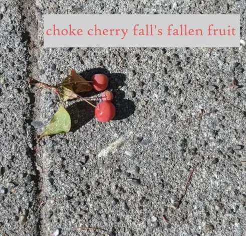 Two choke cherries on a concrete sidewalk. With poem