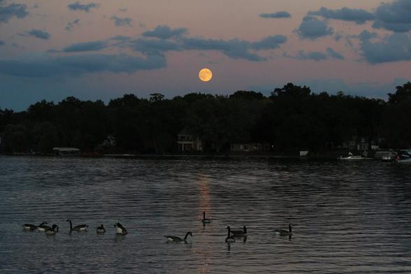 Photograph of a yellow full moon in a dark lavender sky with a lake and Canada geese in the foreground.