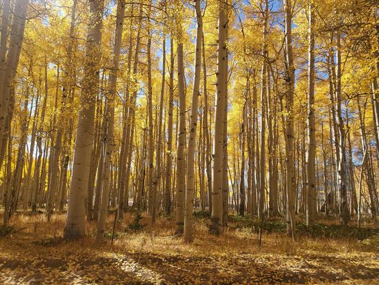 An Aspen grove. The entire image shows Aspen trees growing straight and tall together. The upper 2/3 of the image shows small glimpses of blue sky behind the glorious autumn gold of the canopy. The bottom third is a forest floor covered in golden leaves. The lighting is also golden, giving a beautiful, warm ambiance. The image reminds me of the Mallorn trees in Lothlorien, with their eternal golden leaves reflecting always the autumn of the elves.