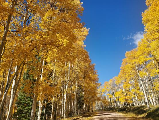 A view looking down a road with golden aspens lining either side. The sky is a brilliant V of blue that diminishes down to a point above the horizon where the road bends. The aspens on the right are a brilliant light gold with white trunks, shining in the sunlight, while the aspens on the left side of the road are shading themselves and appear as a deeper brown gold, with brilliant portions shining through. The road is barely visible in the bottom portion of the image, but what you can see is lined by fallen leaves