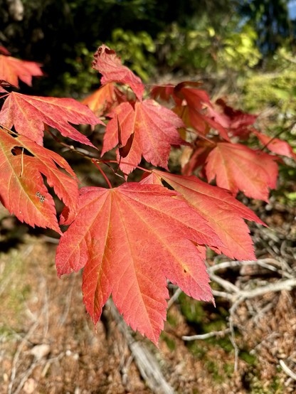 A close-up of vivid salmon colored vine maple leaves