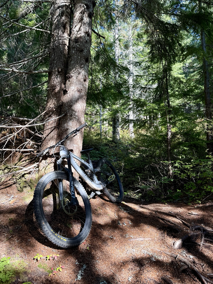 A grey mountain bike leaning against a pair of hemlock trunks in dappled forest sunlight