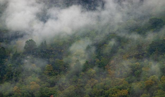 Mist clinging to the forest canopy.