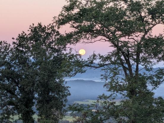Sunrise view through two trees across the hills of the upper Tiber Valley. The full moon is low on the horizon. Fog lies between the hills.