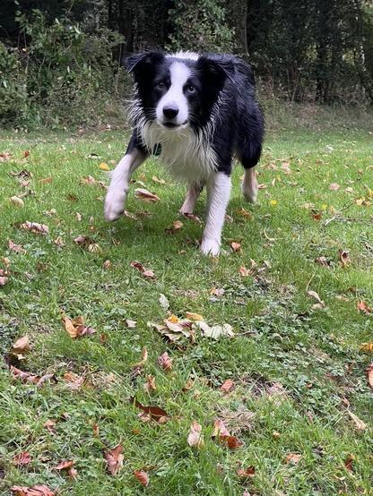A collie looks expectantly towards something he is hoping is going to get thrown for him