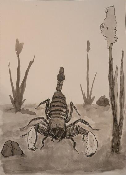 A drawing of a scorpion Seen from the Front.