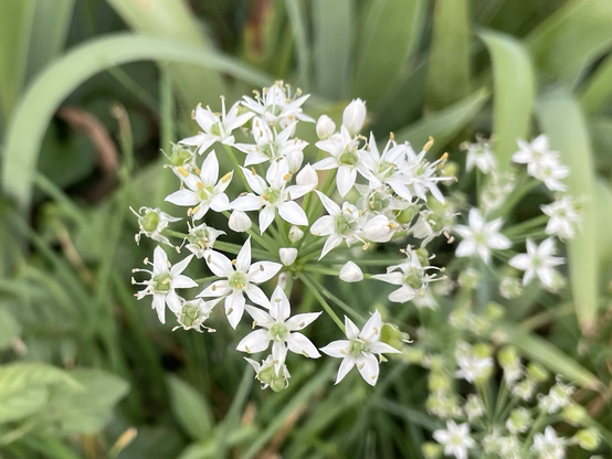 ニラの花