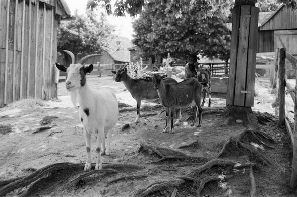 Ein Ziegenbock beobachtet ganz genau, was in seiner Umgebung so passiert. Ein Goatkeeper mit strahlend weißem Fell und mächtigen Ziegenbart mit seiner Gang im Hintergrund.