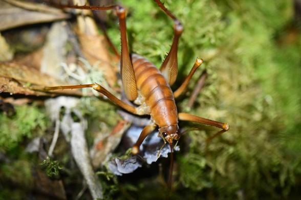 Sur la photo, on distingue un gros insecte brun orangé, un weta, photographié en gros plan sur un sol tapissé de mousse et de feuilles. Son corps est massif, segmenté, avec de longues pattes fines hérissées de petites épines. Sa tête arrondie porte deux antennes très fines et des mandibules visibles. La lumière du cliché met en valeur les reflets ambrés de sa carapace et le contraste avec le vert profond de la végétation environnante. L’ensemble évoque un instant de vie saisi dans la nature brute de l’Island Saddle, en Nouvelle-Zélande.