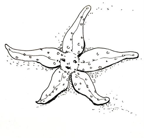 Quicksketch of a starfish with a face