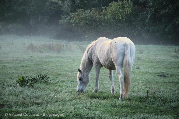 Un cheval blanc, de trois-quart arrière, broute tranquillement l’herbe verte recouverte de gelée blanche d’un pâturage embrumé.