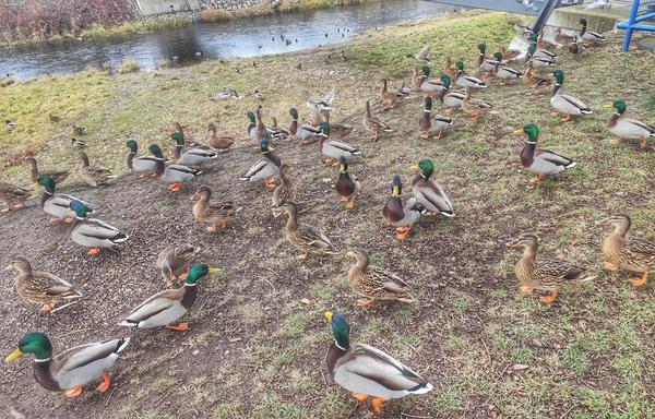 Am Ufer der Weißen Elster in Plauen tummeln sich Enten.