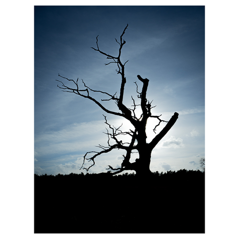 Dead tree in silhouette