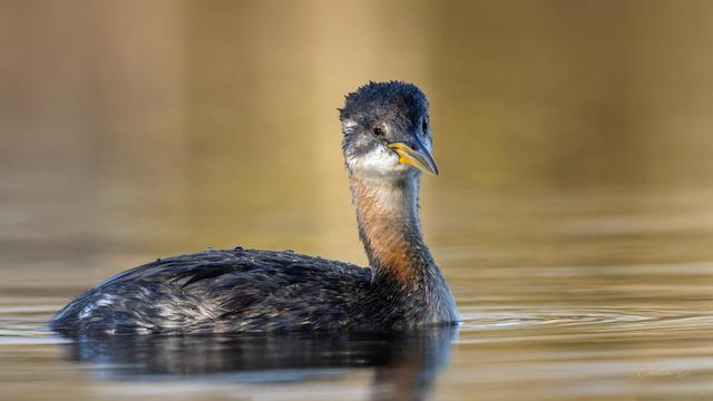 Le grèbe jougris, reconnaissable à son bec effilé et son port altier, fréquente les eaux calmes pour se nourrir et nicher.