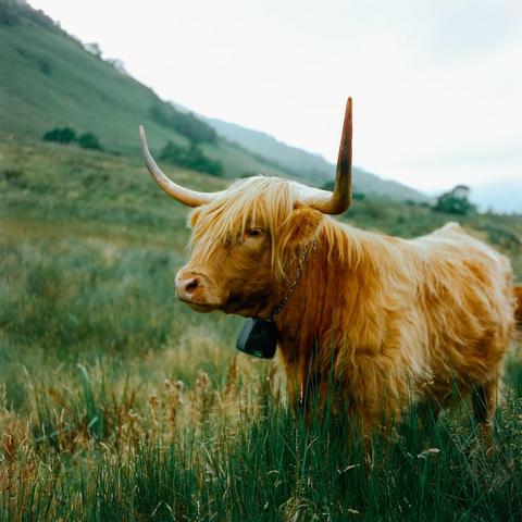 Rolleiflex 3.5f + Cinestill 400D