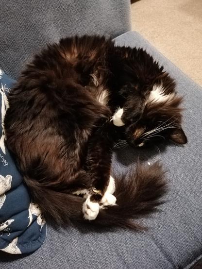 A floofy tuxedo cat lies in an exceedingly adorable curl on a blue couch. Her front paws are all curly. She has done the head tilt thing and has some tum showing.