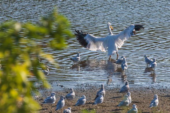 Photograph of a American white pelican standing in shallow water next to a sandbar in the Iowa River with a small group of 5-6 gulls standing in the water behind and near it and a larger group of gulls standing on the sandbar in the foreground with out of focus green foliage in the far left frame. The pelican is facing away from the camera and is standing in shallow brown rippled water that reflects the pale blue sky above. The pelican has its wings stretched out to either side and is standing with a slight tilt to its left. This gull species (likely ring-billed gulls) has white body feathers, grey wing feathers with black feathers on its wing tips, yellow-green eyes surrounded by partially visible red eye tissue, a yellow-orange beak with a black stripe around the beak near its tip, and yellow-orange legs and feet. There are many juveniles mixed in with older adult gulls. Juvenile gulls have white body that are mottled with brown and its eyes are dark and without the red. American white pelicans have white body feathers, black feathers on the edge and tips of the underwings, a long orange bill with a rigid top bill and a pouch like lower bill that expands to capture underwater fish, blue-grey eyes that are surrounded by thick, wrinkled, orange flesh, and orange legs and webbed feet.