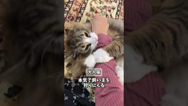 ノルウェージャンの成長変化３選！　#cat #猫 #ねこ #ノルウェージャン #ノルウェージャンフォレストキャット #子猫 #norweiganforestcat #北欧猫