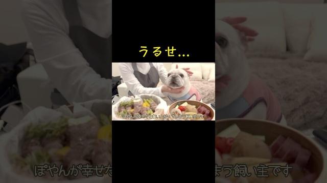 🐷『うるせ...』【frenchbulldog、フレンチブルドッグ】#せいろ蒸し #dog #フレンチブルドッグ #フレブル飼い方 #フレブルクリーム #晩酌