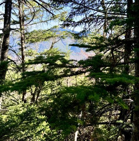 Photo taken from trail in dense green forest looking through trees at distance mountain.

Bondcliff Trail looking toward Mt Hancock.