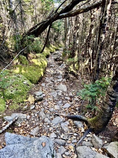 Photo of rocky trail in dense green forest. Green moss along left side of trail.

Bondcliff Trail.