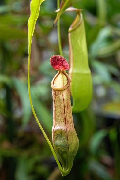 The elongated, cup-shaped calyx of a carnivorous plant in the center of the photo, with a small red cap above it to close it. The calyx is light green and red-veined. At the bottom, the flower is attached to a stem that rises alongside the flower. Behind it, on the right, is a second flower. The background consists of faint green leaves.
