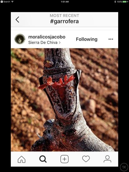 Instagram photo by moralicosjacobo from Sierra De Chiva showing a carob grafted in the field. The bud graft can be clearly seen and new leaves which do not yet have much chlorophyll and are thus reddish, can be seen emerging. The dirt in the background is freshly tilled.