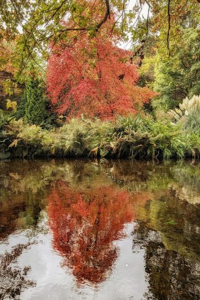 A vibrant scene of autumn foliage reflected in dark water. A large tree with brilliant crimson-red leaves dominates the centre, surrounded by various shades of green ferns and other lush, waterside plants under an overcast sky. The reflection of the colourful tree is clearly visible and slightly distorted on the still surface of the water.