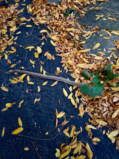 A garter snake among yellow leaves