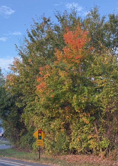 Splashes of red and orange foliage amidst the greenery