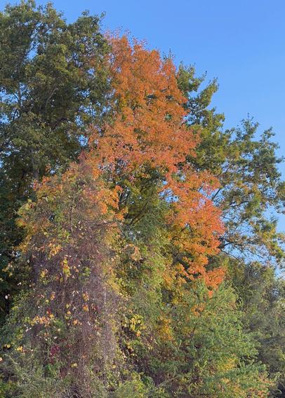 Splashes of red and orange foliage amidst the greenery