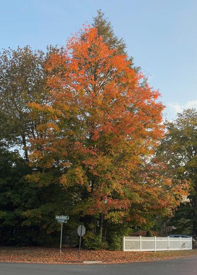 Splashes of red and orange foliage amidst the greenery