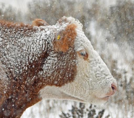 #Hereford #Cow in the #Snow