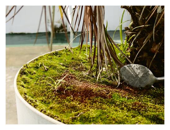 A pot containing a layer of moss in vibrant green color. There are patches of reddish-brown moss mixed in. Small blades of grass or similar plants are growing through the moss. In the background, there is a small stone and brown foliage. - Google Lens AI Overview