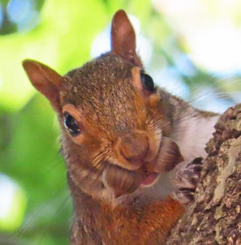 reddish squirrel with two acorns in mouth