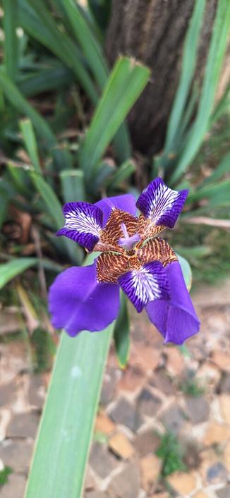 Uma flor de orquídea, roxa, floresce em primeiro plano em um fundo desfocado de folhagem verde. A flor tem três pétalas caídas, em tons de roxa vibrante. No centro da flor, há um grupo de estruturas mais escuras, em tons de marrom e roxo, com detalhes brancos. O caule da flor é verde e liso. O fundo é um borrão de folhas verdes e uma superfície marrom.