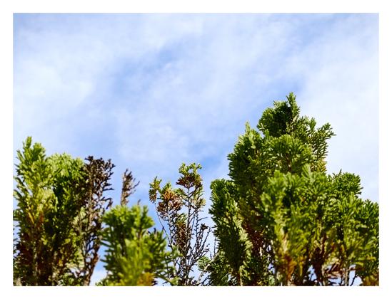 Oriental arborvitae's leaves against the light, cloudy sky.