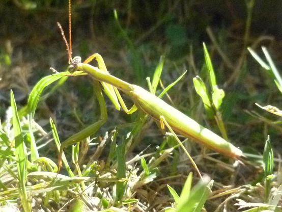 Una mantide religiosa a riposo sull'erba in un punto soleggiato
A praying mantis resting on the grass in a sunny spot