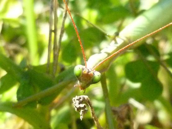 Ingrandimento della testa e antennae della mantide religiosa
Close-up of its face and antennae